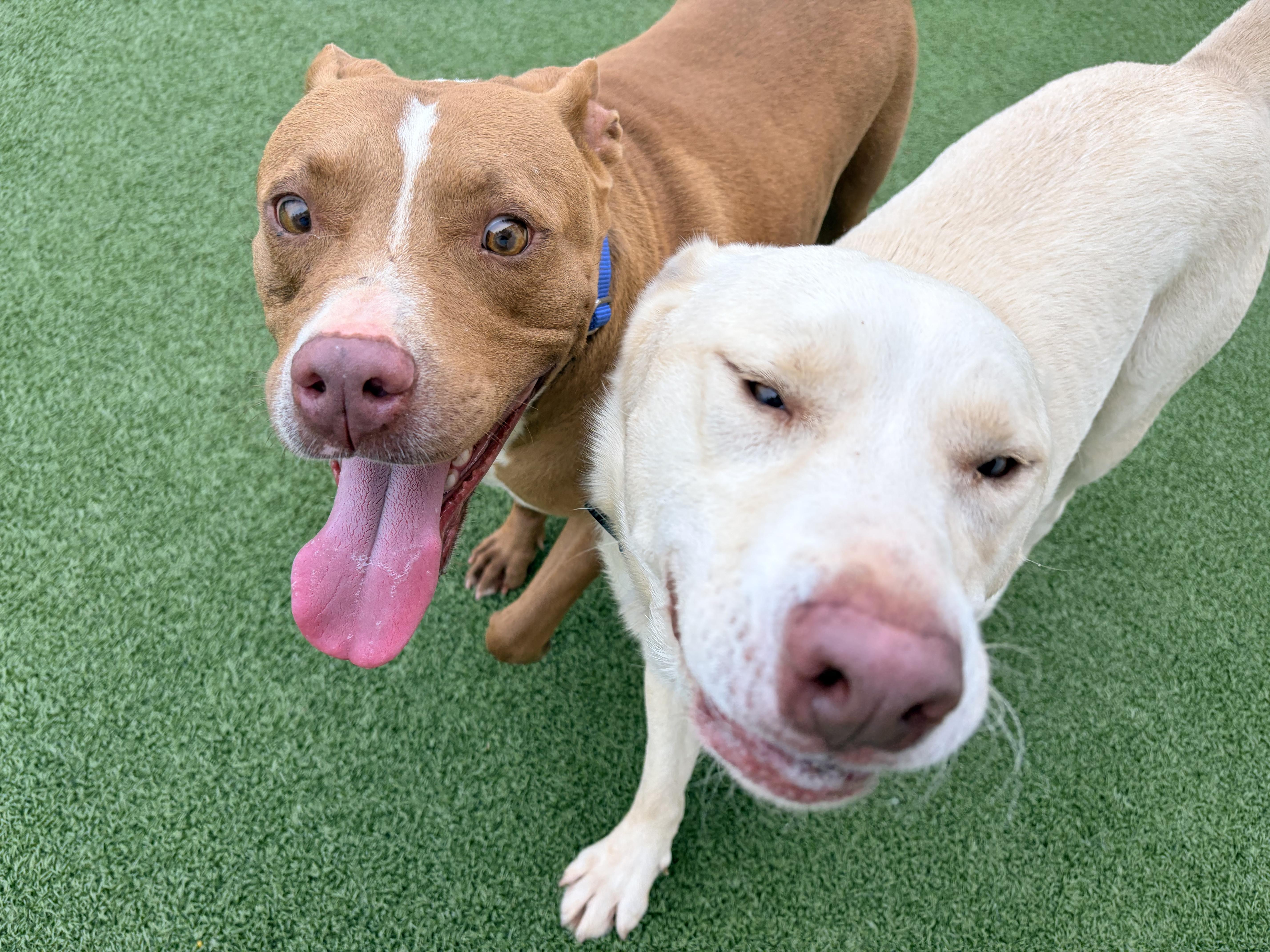 Winston, a Adoptable mixed breed in Stamford, CT image 4/6