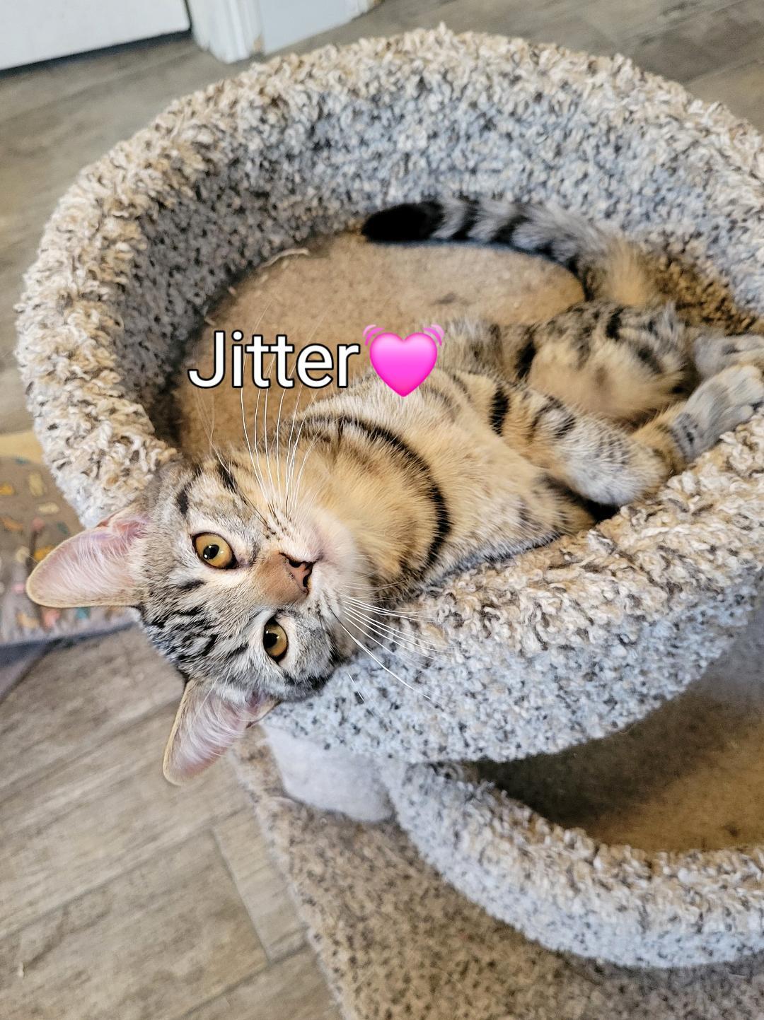 Jitter, Baby Female unknown