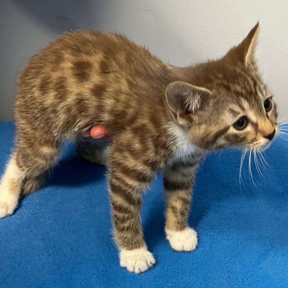 Brownie, a ADOPTABLE Domestic Short Hair in Gastonia, NC image 1/2