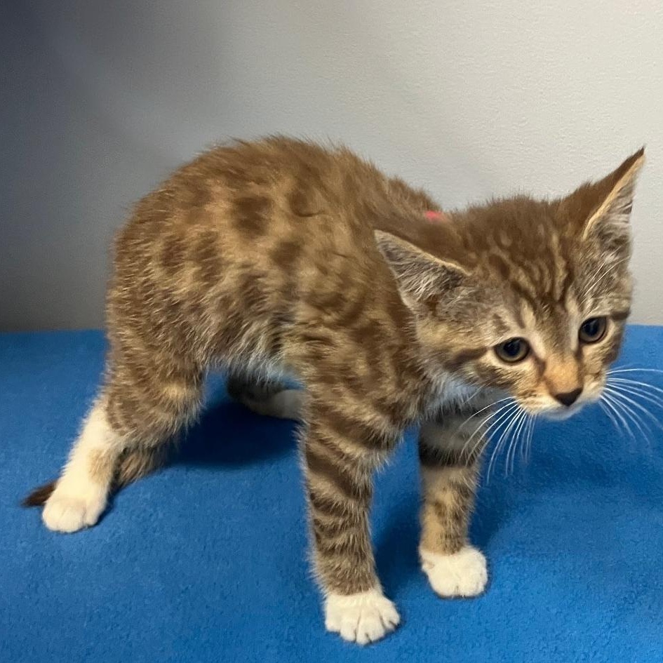 Brownie, a ADOPTABLE Domestic Short Hair in Gastonia, NC image 2/2