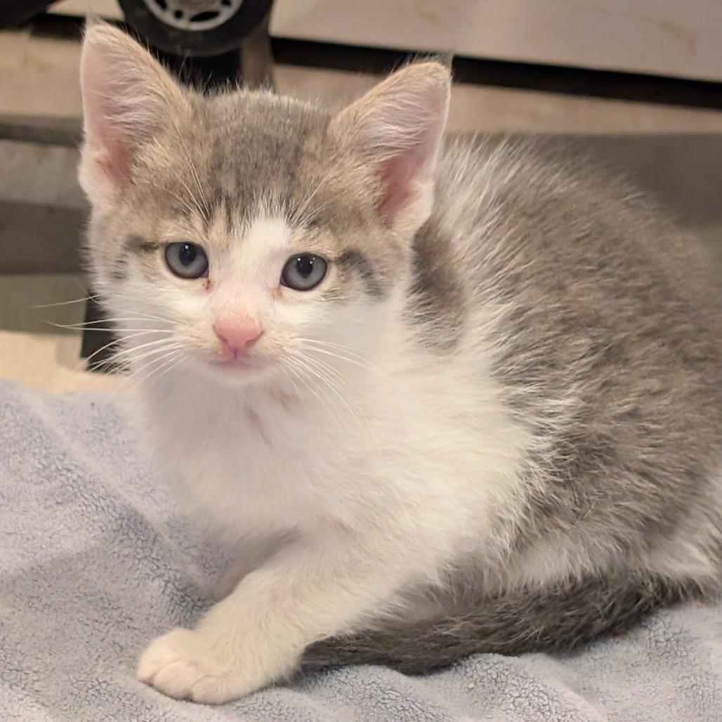Hee-Haw, Adopted, Kitten Male Domestic Short Hair.