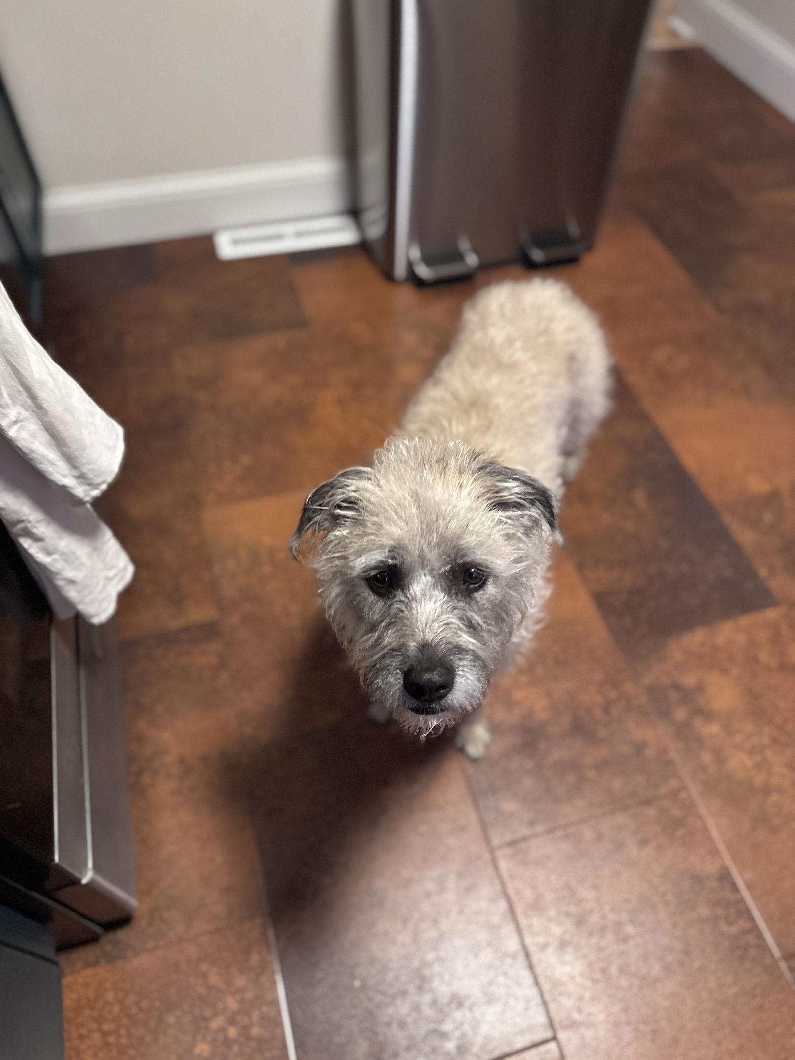 Enlarge Ayla, a Adoptable Wheaten Terrier in Princeton, MN image 1/3