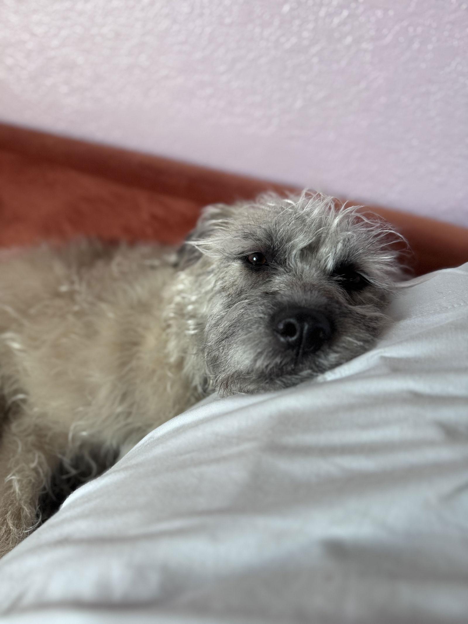 Enlarge Ayla, a Adoptable Wheaten Terrier in Princeton, MN image 2/3
