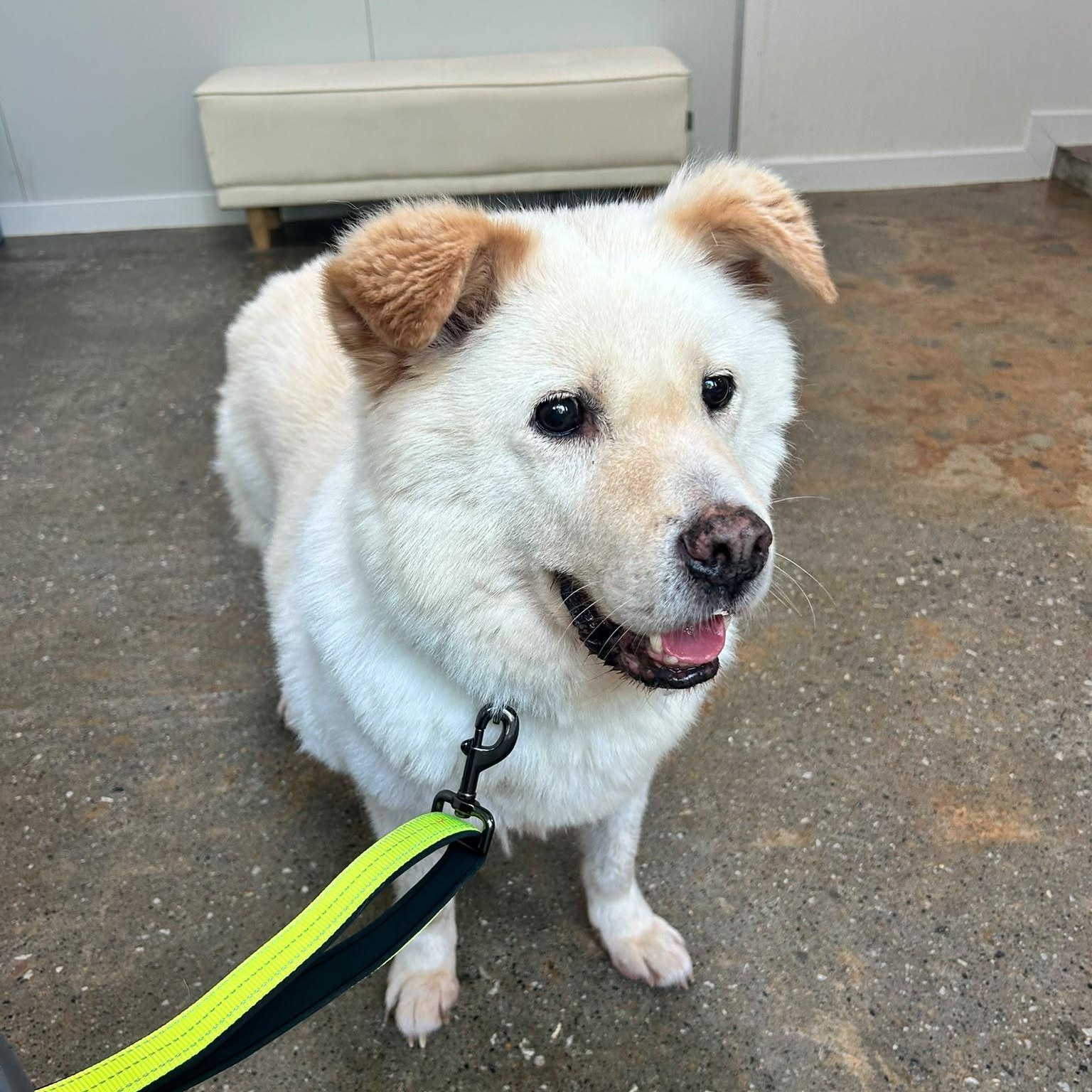 Enlarge Robin, a Adoptable mixed breed in Providence , RI image 5/6