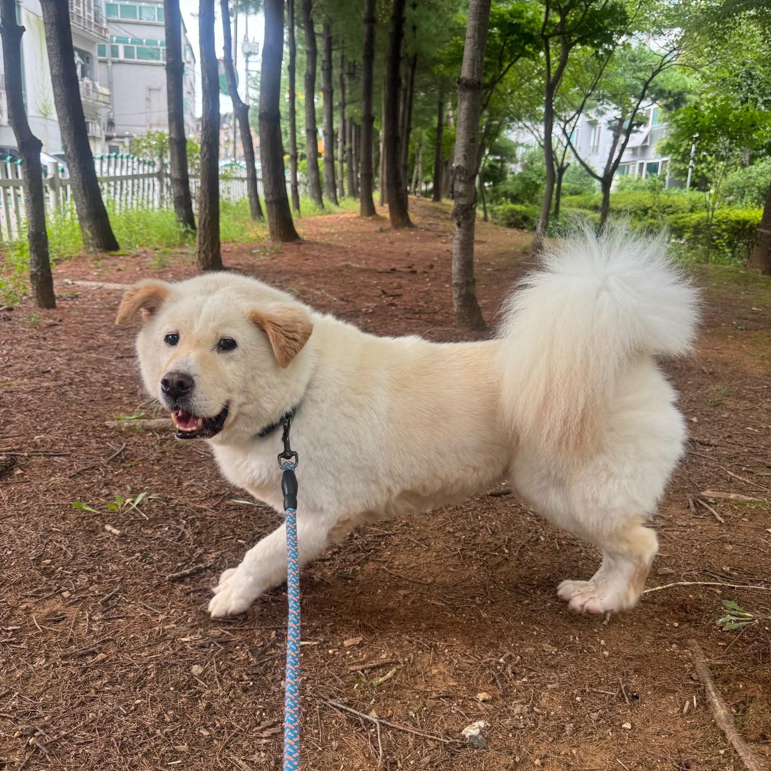 Enlarge Robin, a Adoptable mixed breed in Providence , RI image 1/6