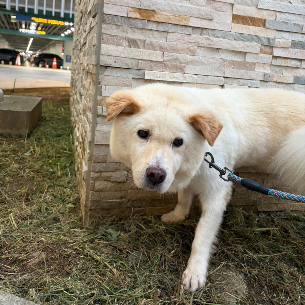 Enlarge Robin, a Adoptable mixed breed in Providence , RI image 3/6