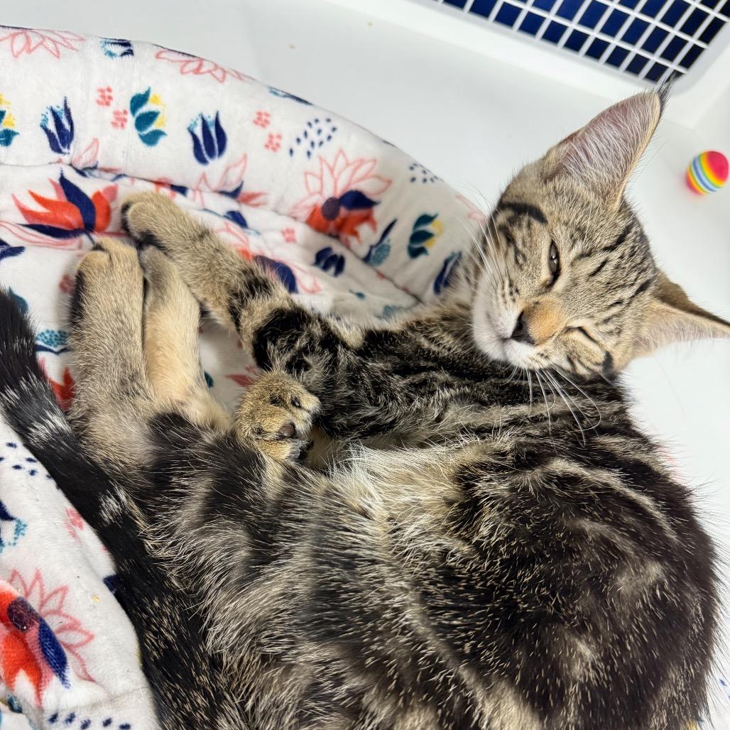 Pumpkin, Adoptable, Kitten Female Domestic Short Hair.