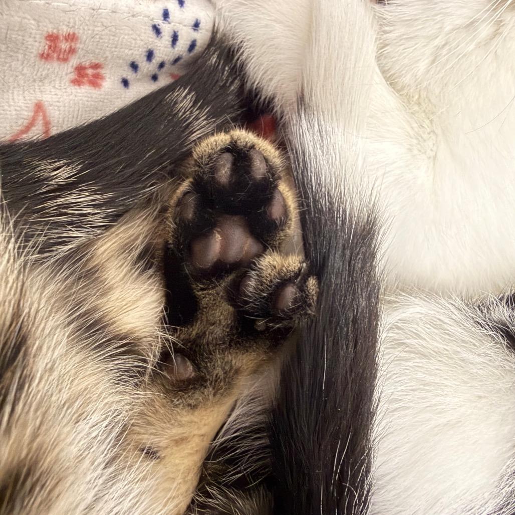 Enlarge Pumpkin, a Adoptable Domestic Short Hair in Danbury, CT image 2/3