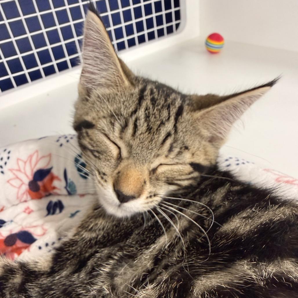 Enlarge Pumpkin, a Adoptable Domestic Short Hair in Danbury, CT image 3/3