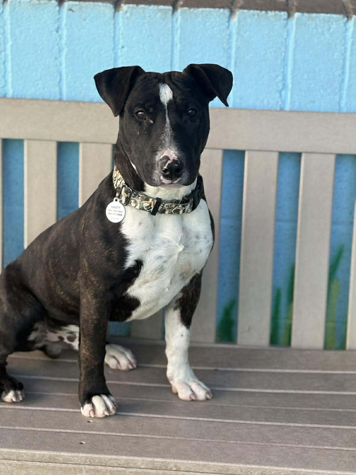 Enlarge Target, a ADOPTABLE Bull Terrier in Phoenix, AZ image 4/6