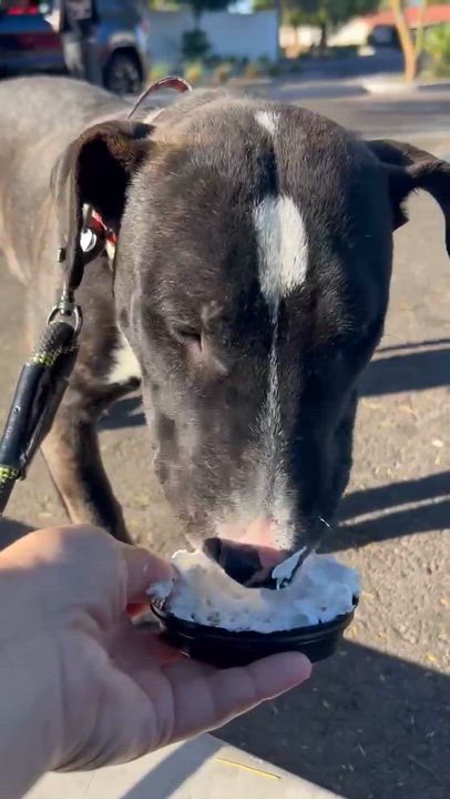 Enlarge Target, a ADOPTABLE Bull Terrier in Phoenix, AZ video 5/6