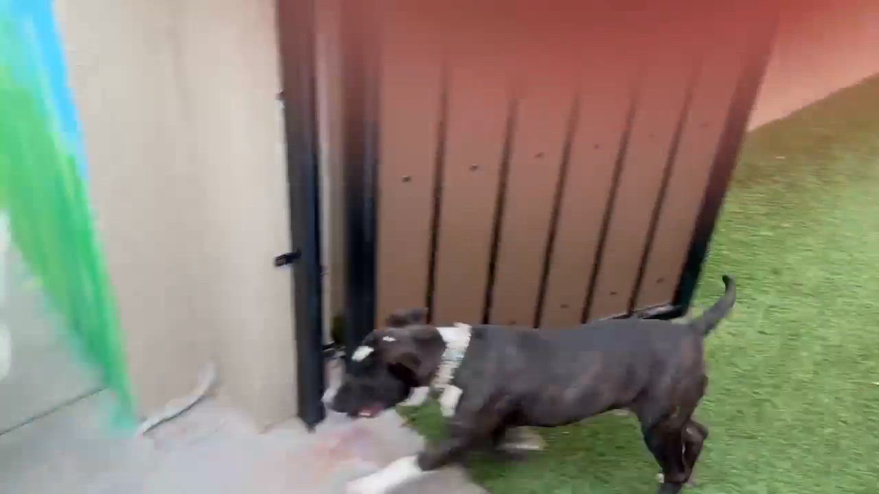 Enlarge Target, a ADOPTABLE Bull Terrier in Phoenix, AZ video 6/6