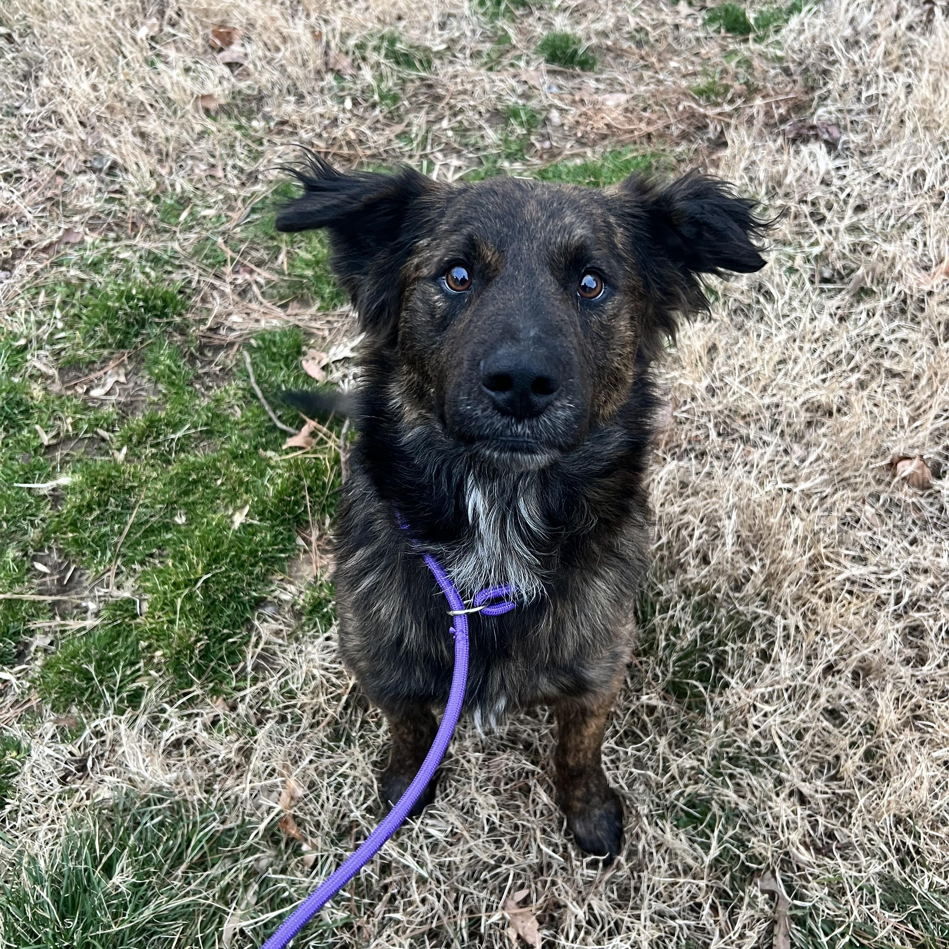 Enlarge Ozzie, a ADOPTABLE mixed breed in Hughesville, MD image 1/2
