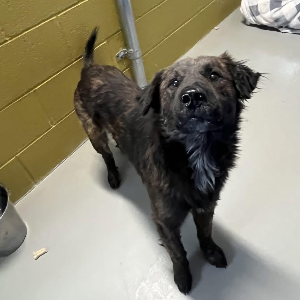 Ozzie, ADOPTABLE, Adult Male Plott Hound & Border Collie.