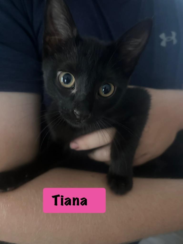Tiana, Adopted, Kitten Female Domestic Short Hair.