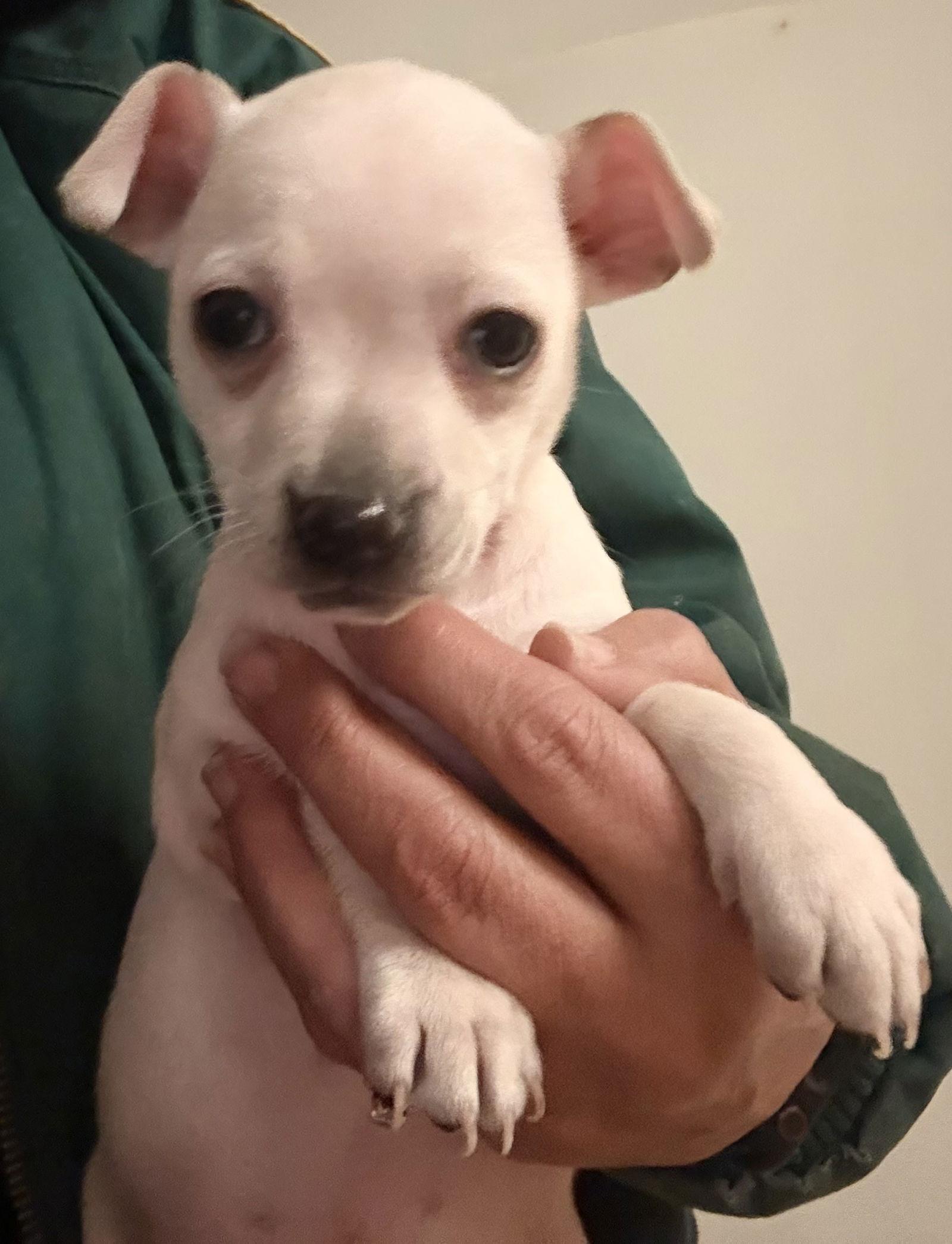 Enlarge Dolly, a Adopted mixed breed in Woodland, CA image 1/1