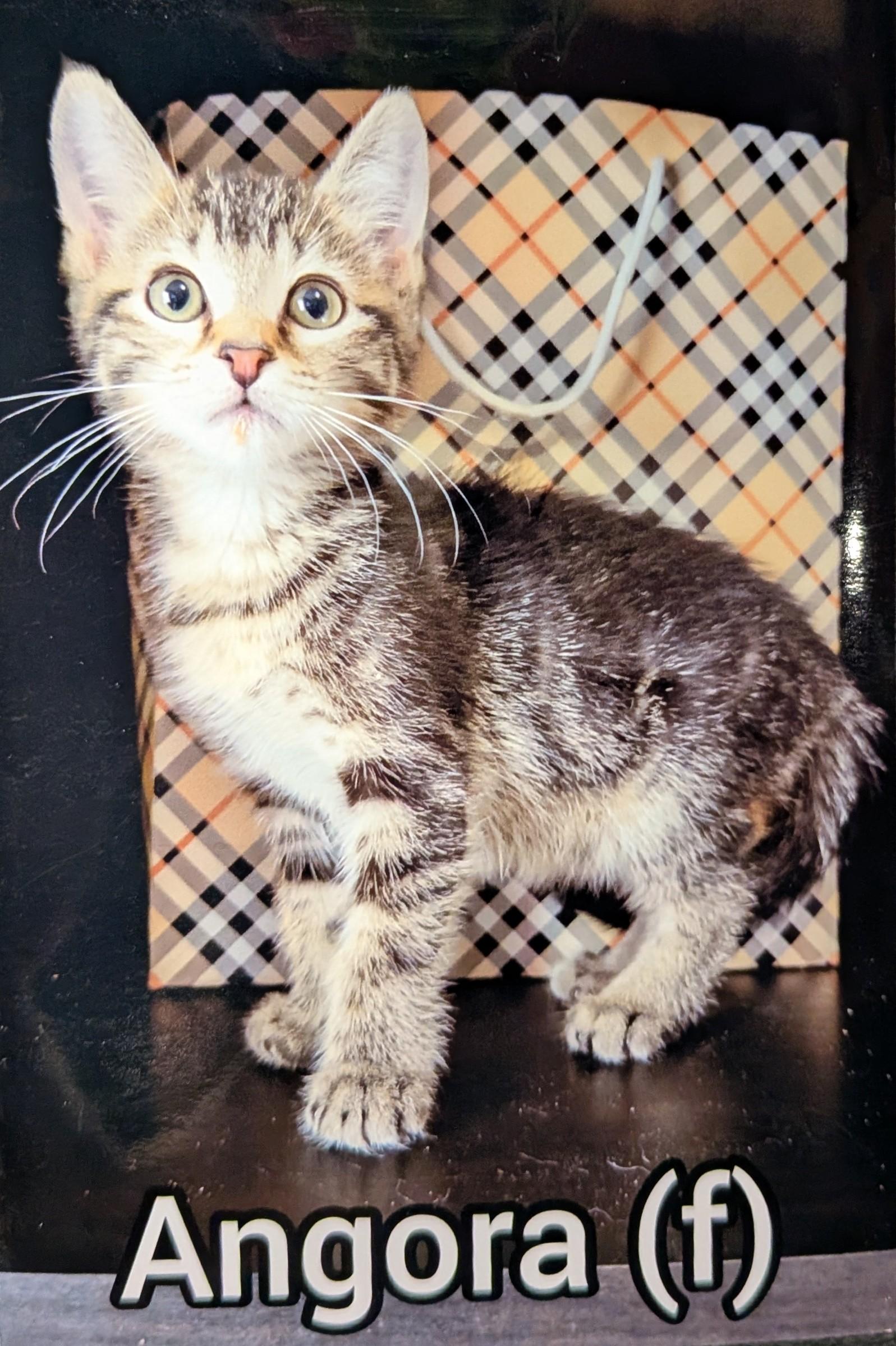 Enlarge Angora -Preadoption ONLY, a Adoptable Domestic Short Hair in Chilliwack, BC image 1/1