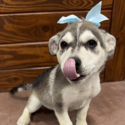 Enlarge Meadow, a Adoptable mixed breed in The Colony, TX image 1/1