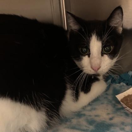 Brother, Adoptable, Adult Male Domestic Short Hair & Domestic Short Hair.