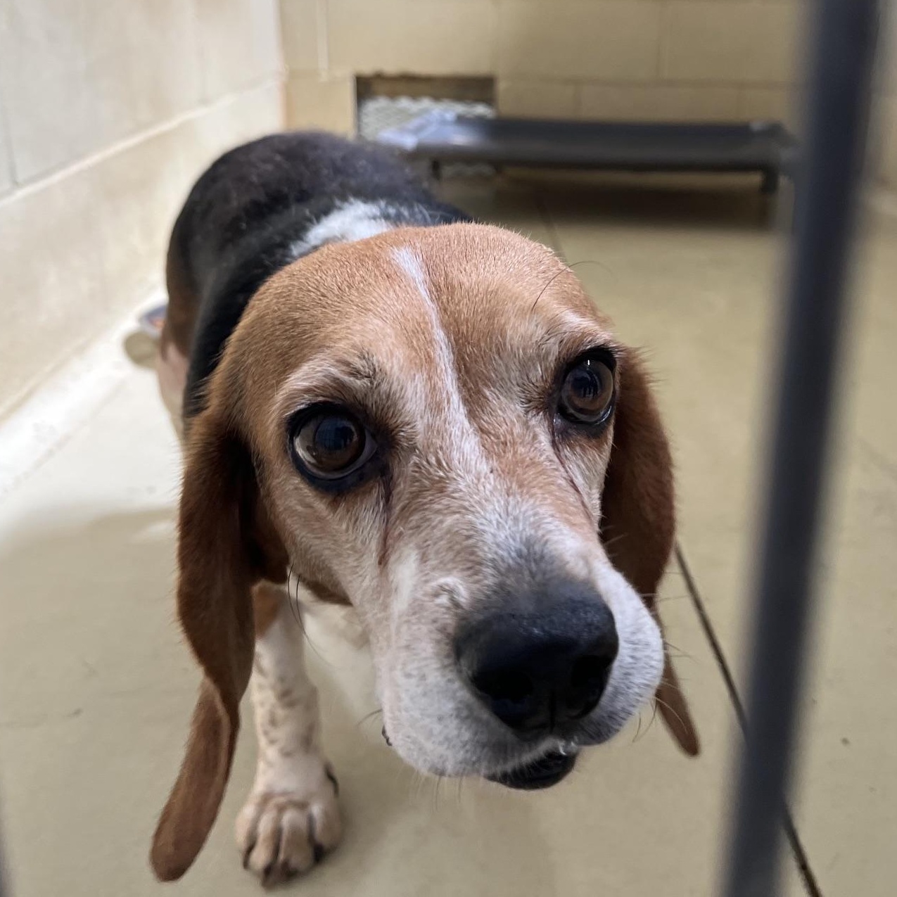 Enlarge Susannah, an adopted Beagle in Clarksville, VA image 6/6