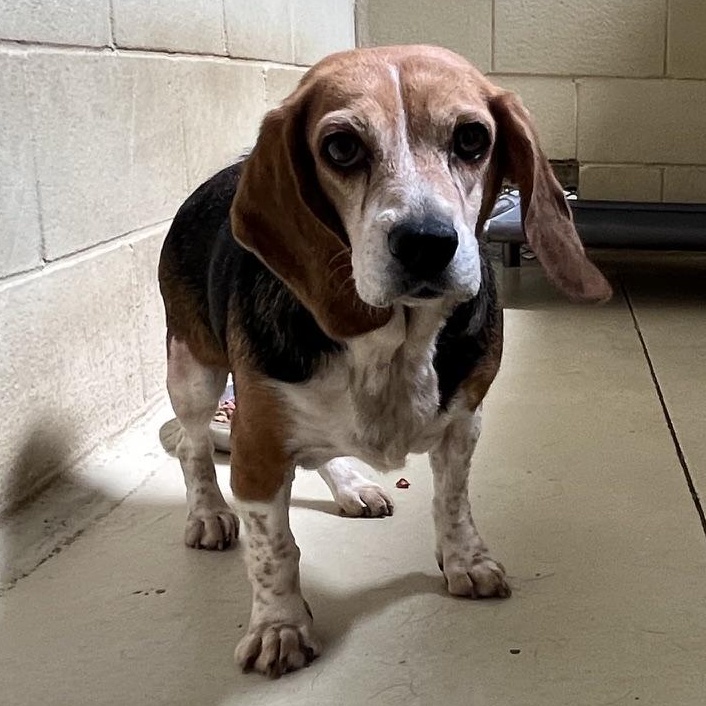 Enlarge Susannah, an adopted Beagle in Clarksville, VA image 2/6