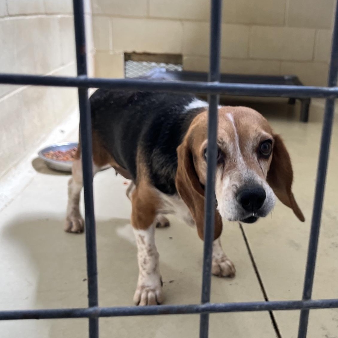 Enlarge Susannah, an adopted Beagle in Clarksville, VA image 5/6