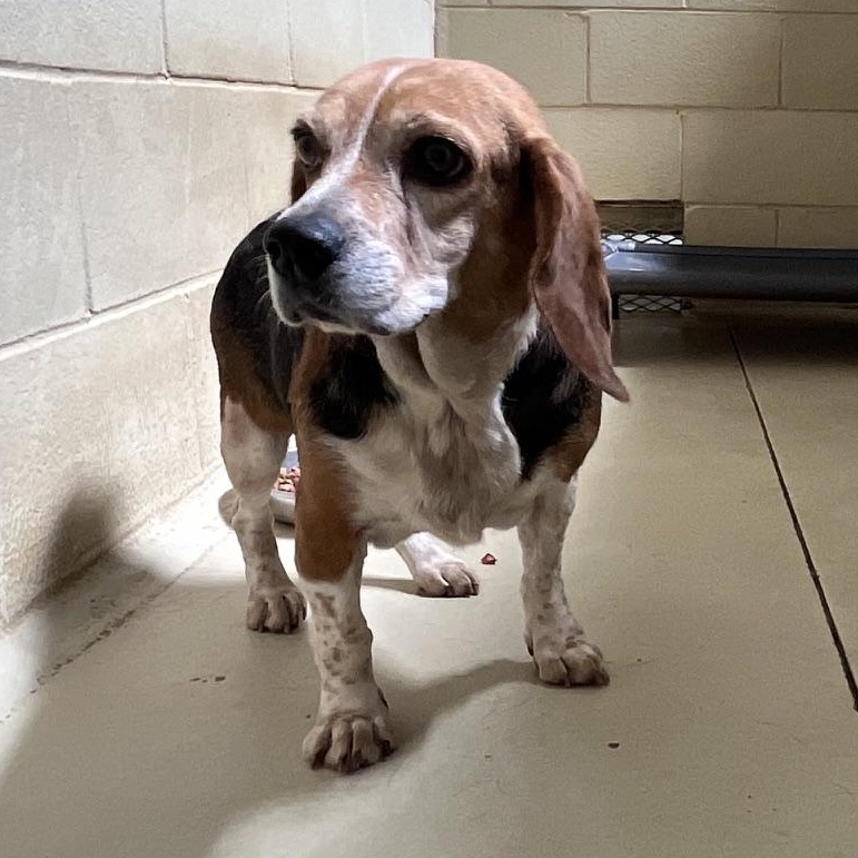 Susannah, adopted, Senior Female Beagle.