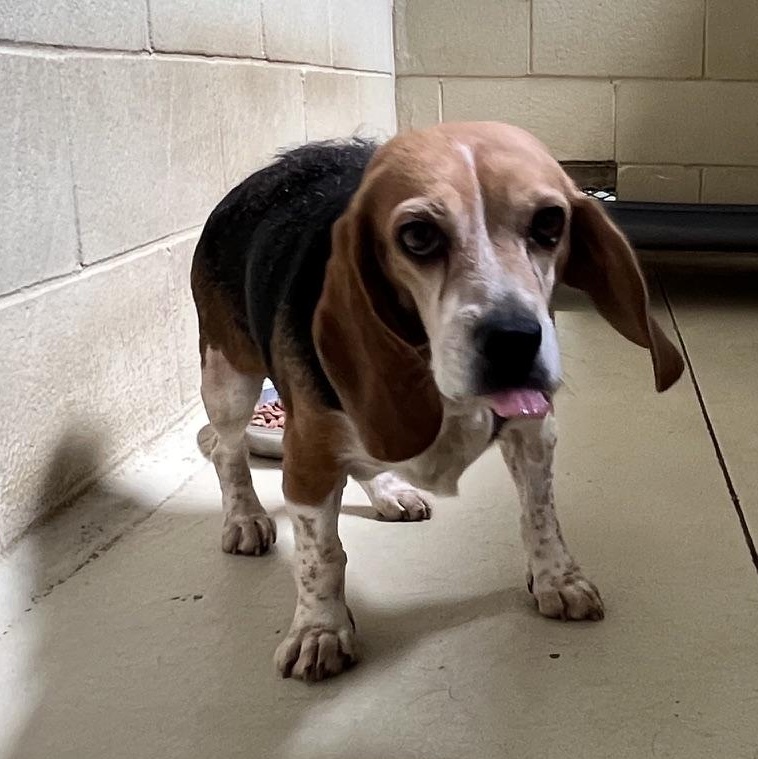 Enlarge Susannah, an adopted Beagle in Clarksville, VA image 4/6
