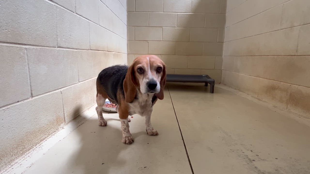 Enlarge Susannah, an adopted Beagle in Clarksville, VA video 3/6