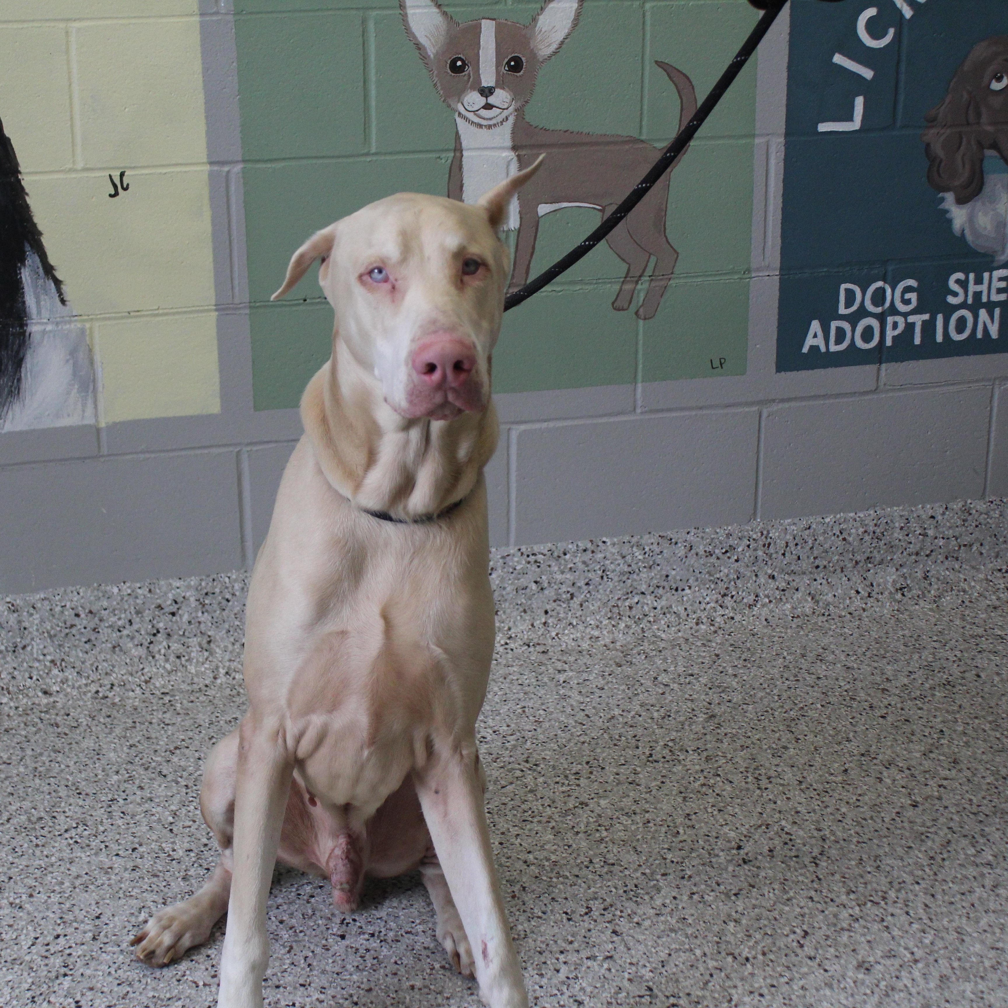 Odin (11576), an adopted mixed breed in Heath, OH image 1/2