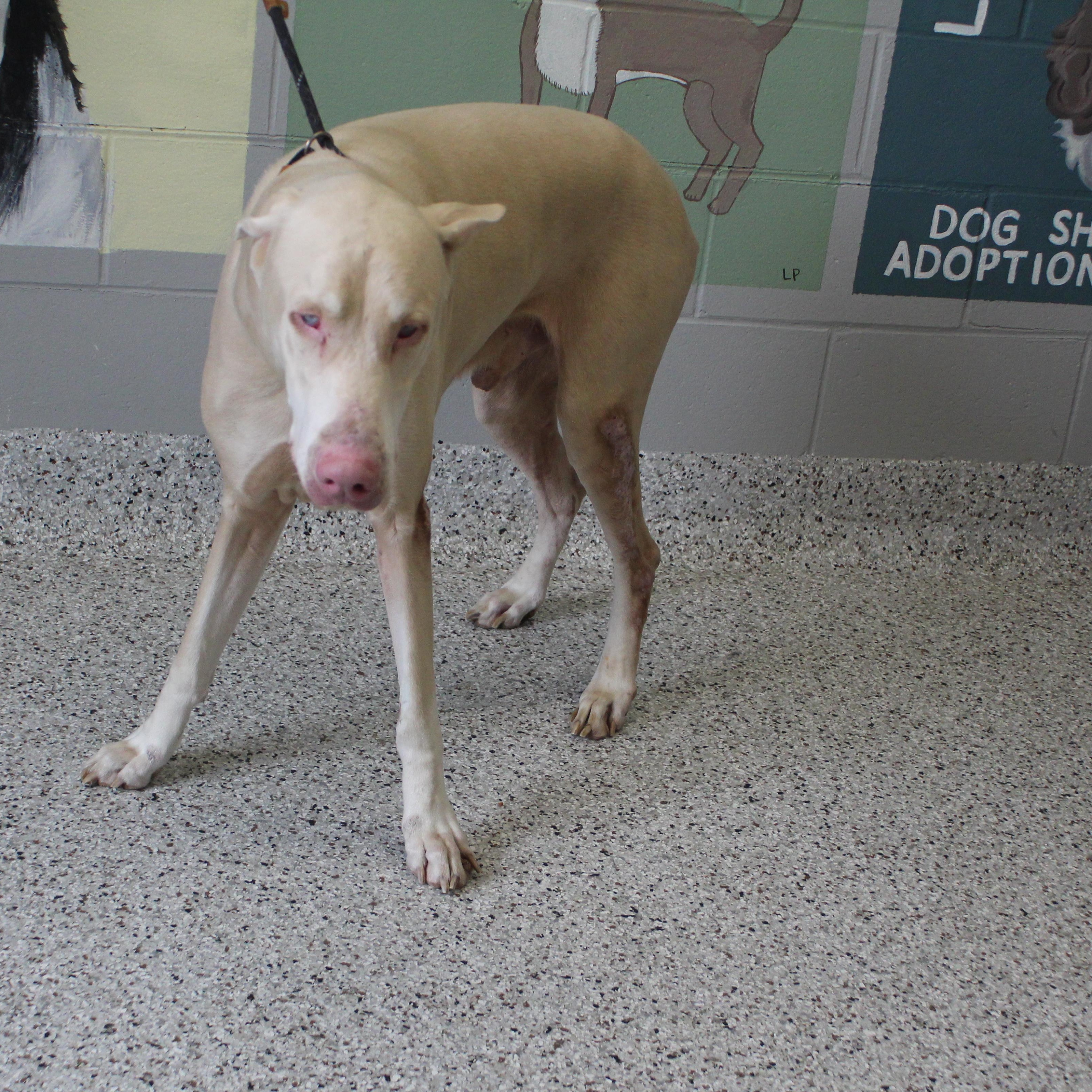 Odin (11576), an adopted mixed breed in Heath, OH image 2/2