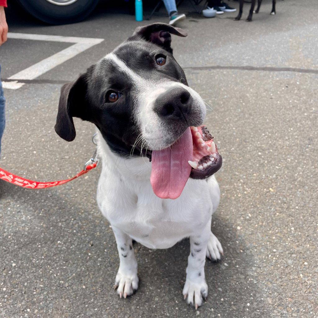 Wink, Adoptable, Young Male Terrier.