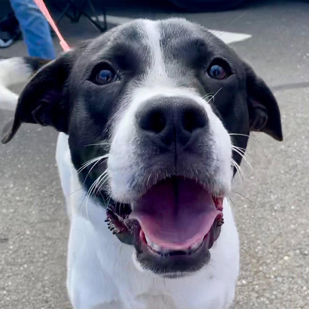 Enlarge Wink, a Adoptable Terrier in Bloomfield, CT image 2/3