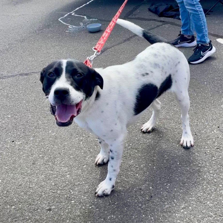 Enlarge Wink, a Adoptable Terrier in Bloomfield, CT image 3/3