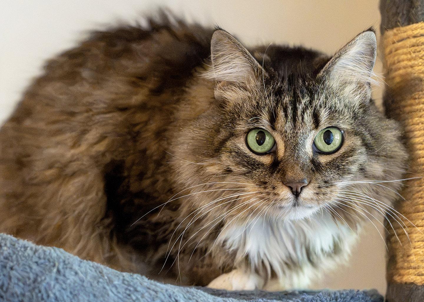 Arya, Adopted, Adult Female Maine Coon & Tabby.