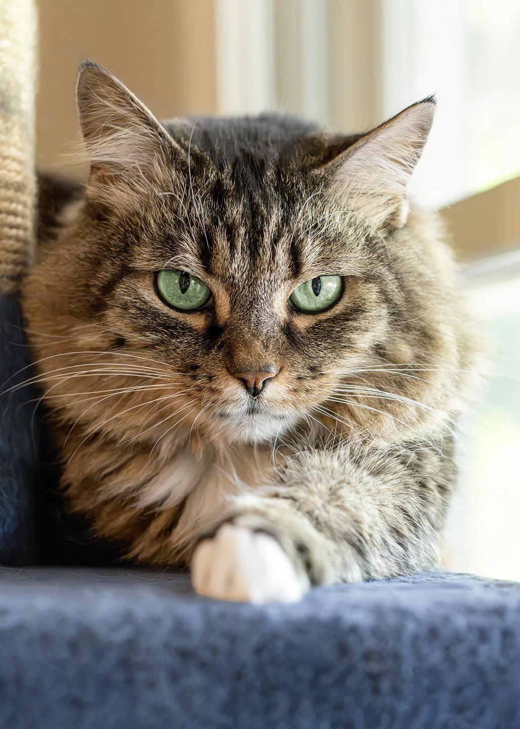 Enlarge Arya, a Adopted mixed breed in Buford, GA image 3/3