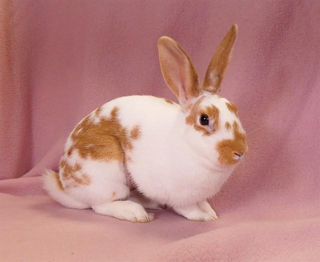 NOVA, Adoptable, Young Female Bunny Rabbit.