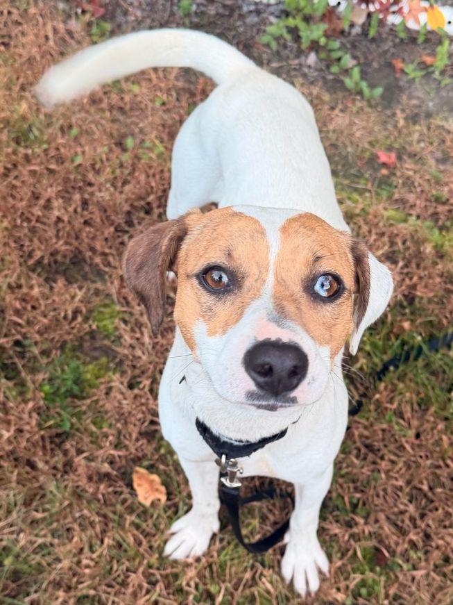 Enlarge Biscuit, a Adopted mixed breed in Carneys Point, NJ image 3/5