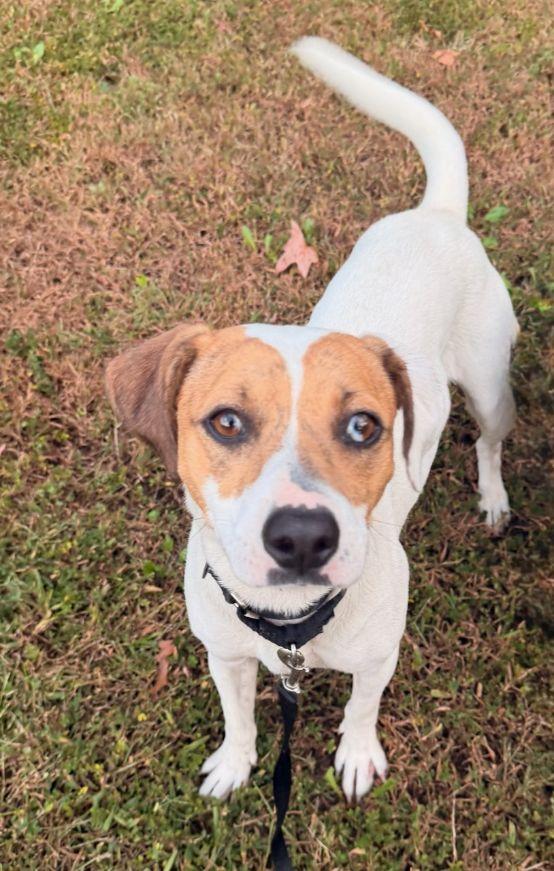 Enlarge Biscuit, a Adopted mixed breed in Carneys Point, NJ image 4/5