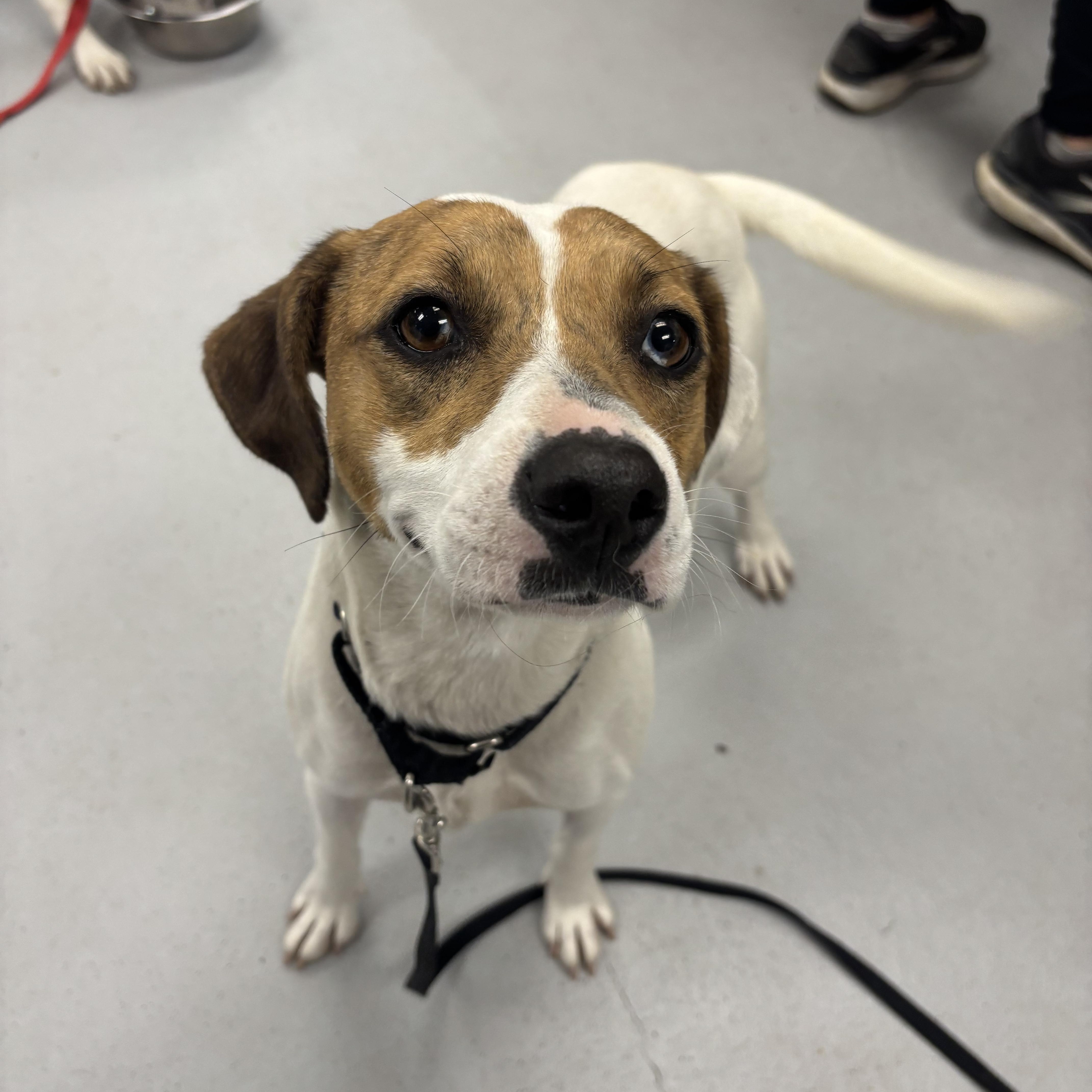 Enlarge Biscuit, a Adopted mixed breed in Carneys Point, NJ image 2/5