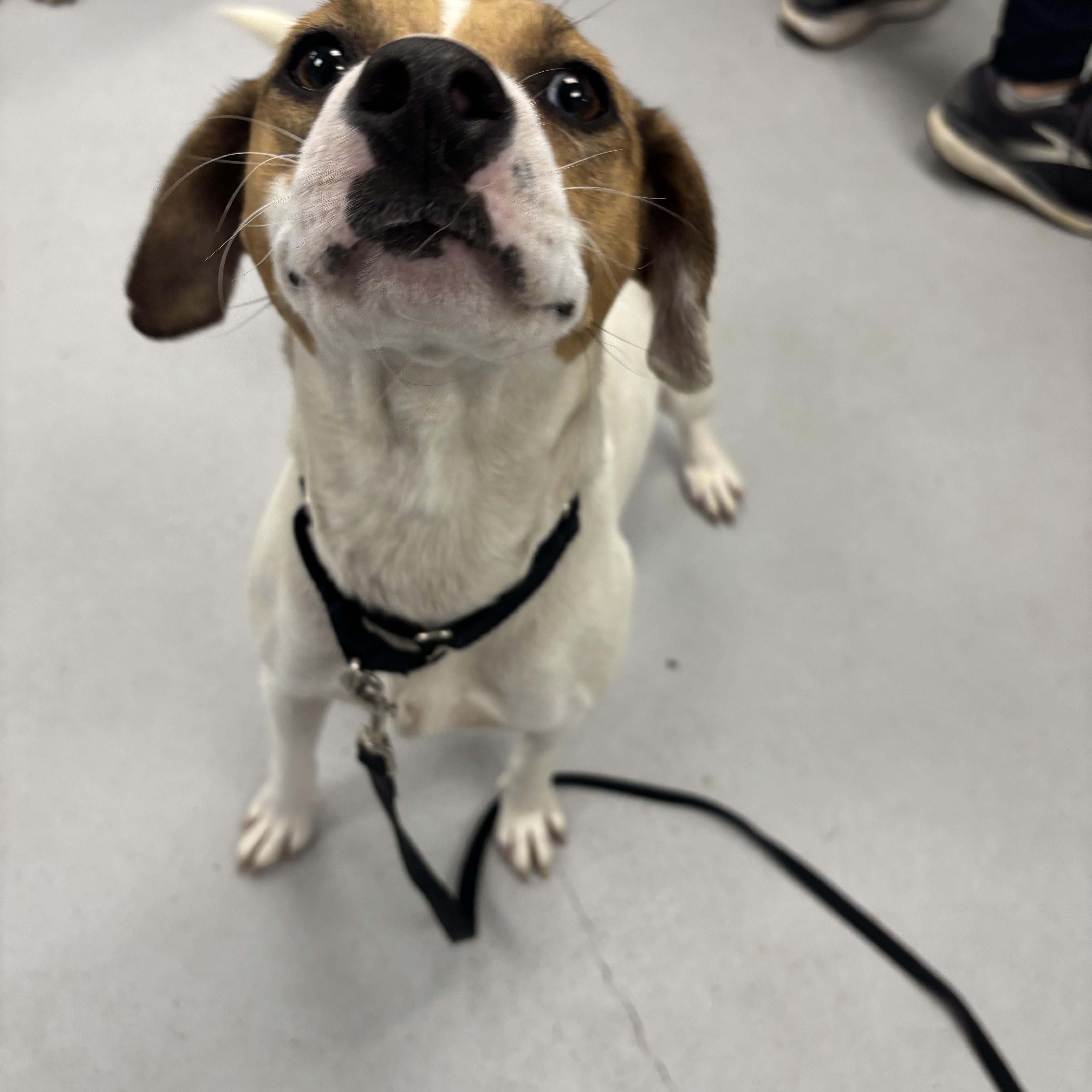 Enlarge Biscuit, a Adopted mixed breed in Carneys Point, NJ image 5/5