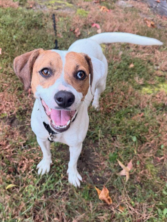 Enlarge Biscuit, a Adopted mixed breed in Carneys Point, NJ image 1/5