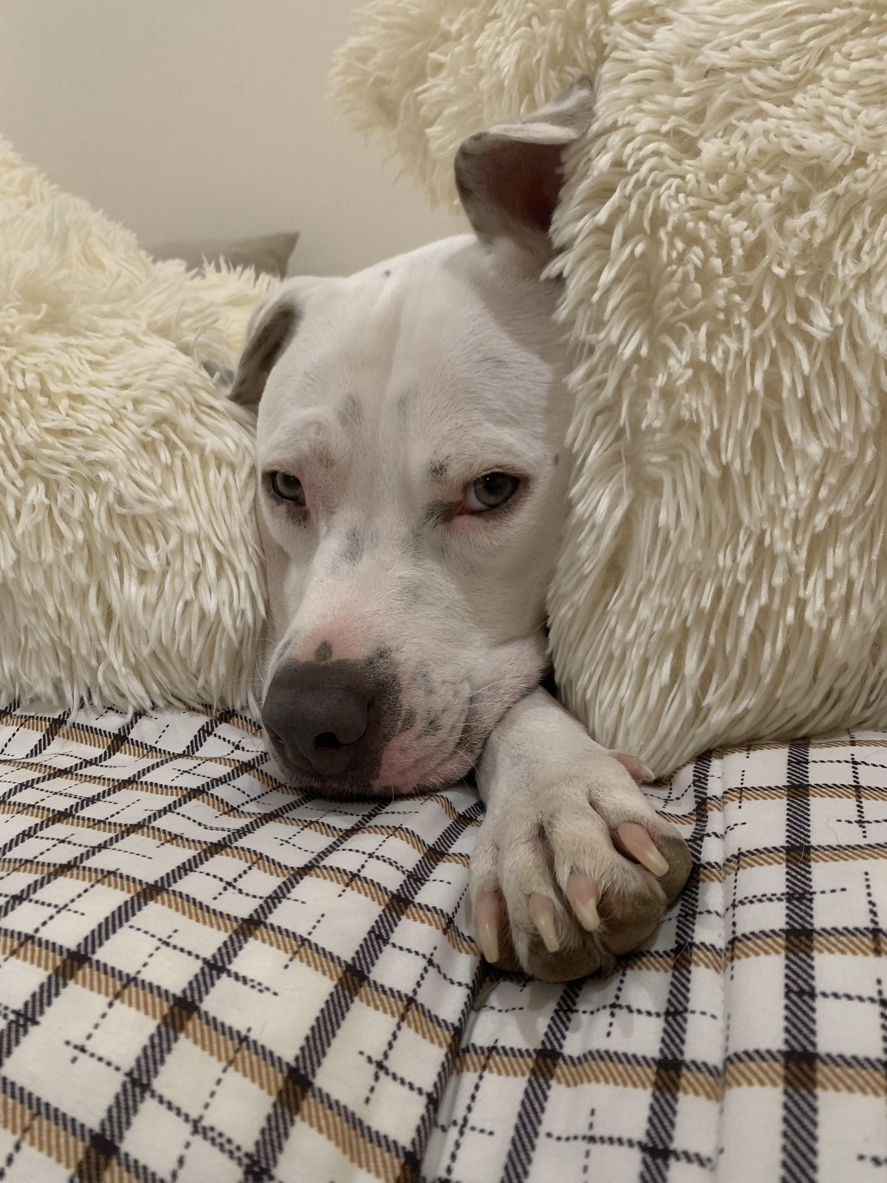 Tex ***Courtesy Posting***, Adopted, Adult Male Pit Bull Terrier.