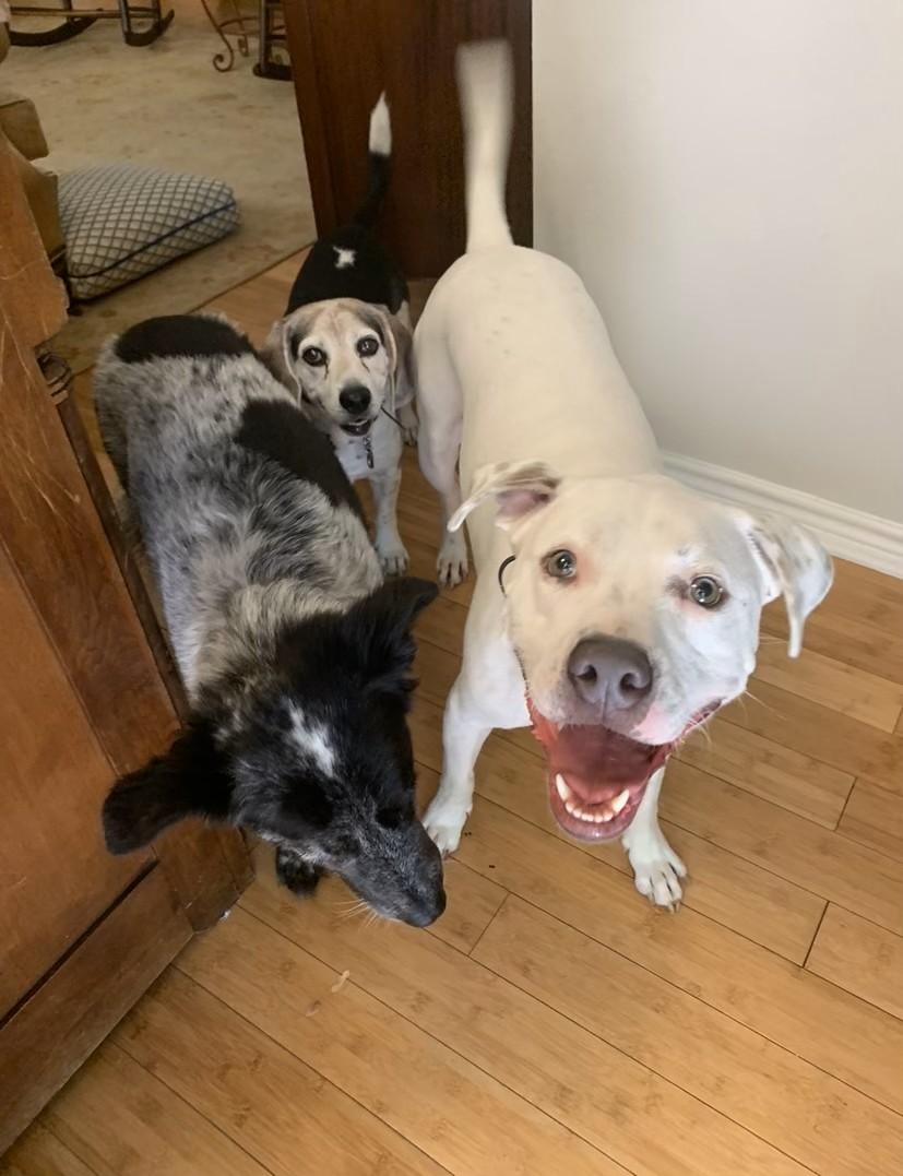 Enlarge Tex          ***Courtesy Posting***, a Adopted mixed breed in Grapevine, TX image 2/3