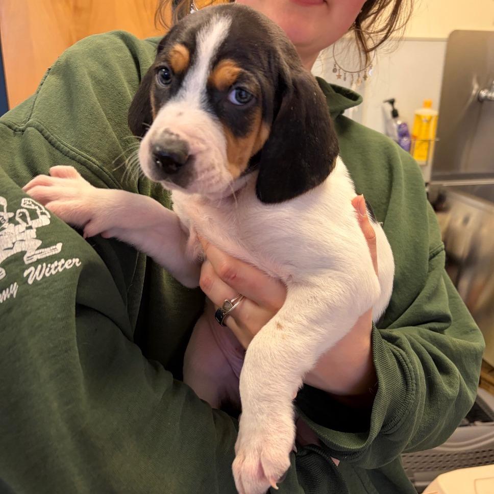 Chonk, Adoptable, Puppy Male Mixed Breed.