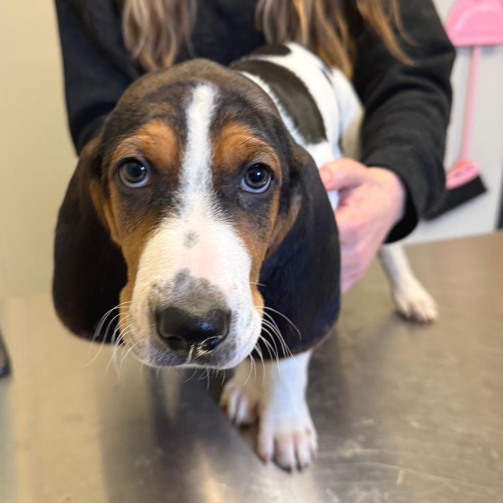 Enlarge Chonk, a Adoptable Mixed Breed in Morrisville, VT image 2/4