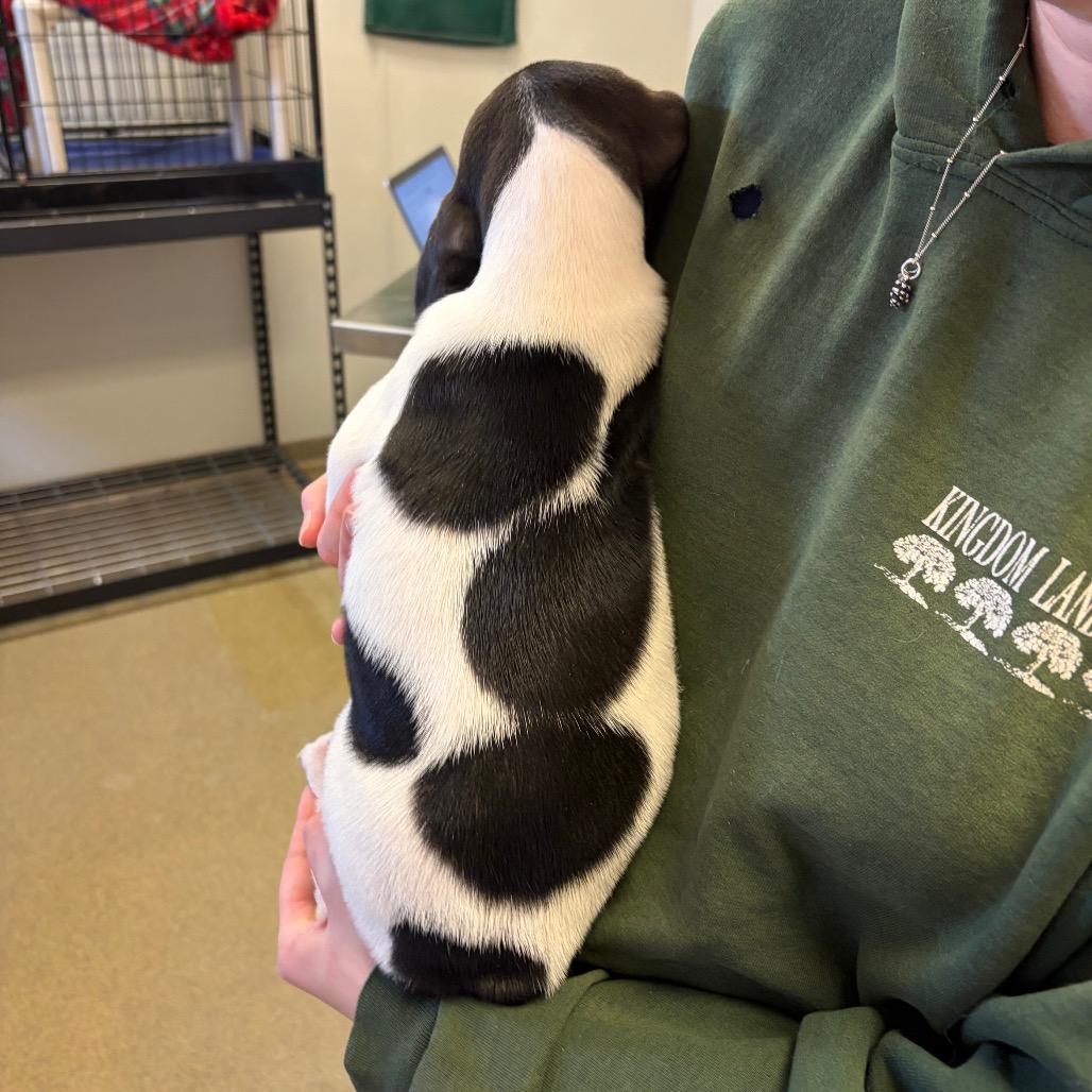 Enlarge Chonk, a Adoptable Mixed Breed in Morrisville, VT image 3/4