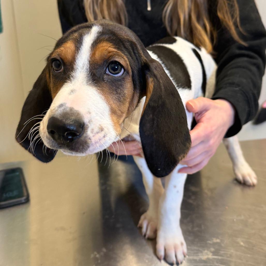 Enlarge Chonk, a Adoptable Mixed Breed in Morrisville, VT image 4/4