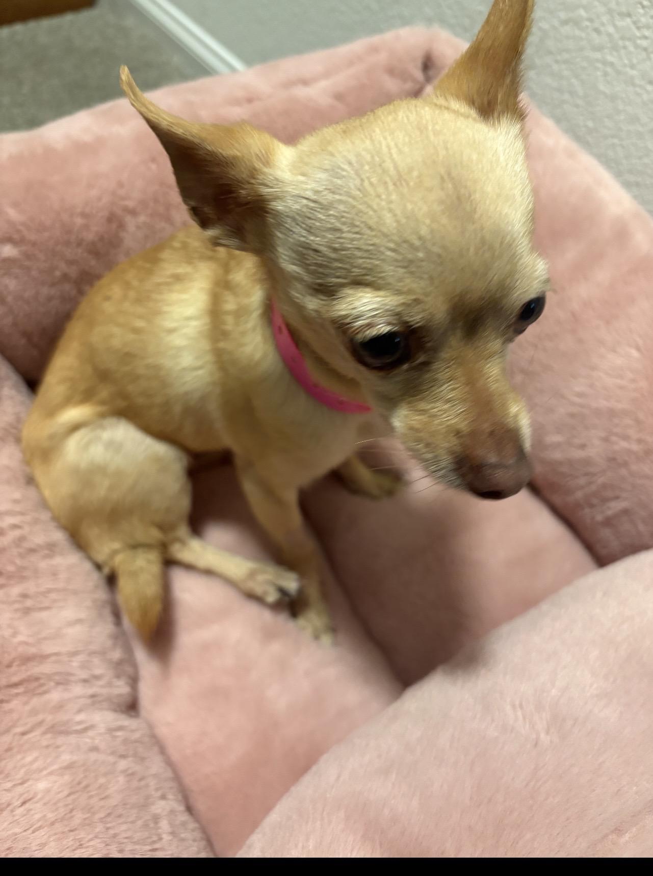 Enlarge Bella, a ADOPTABLE Chihuahua in Las Vegas, NV image 2/2