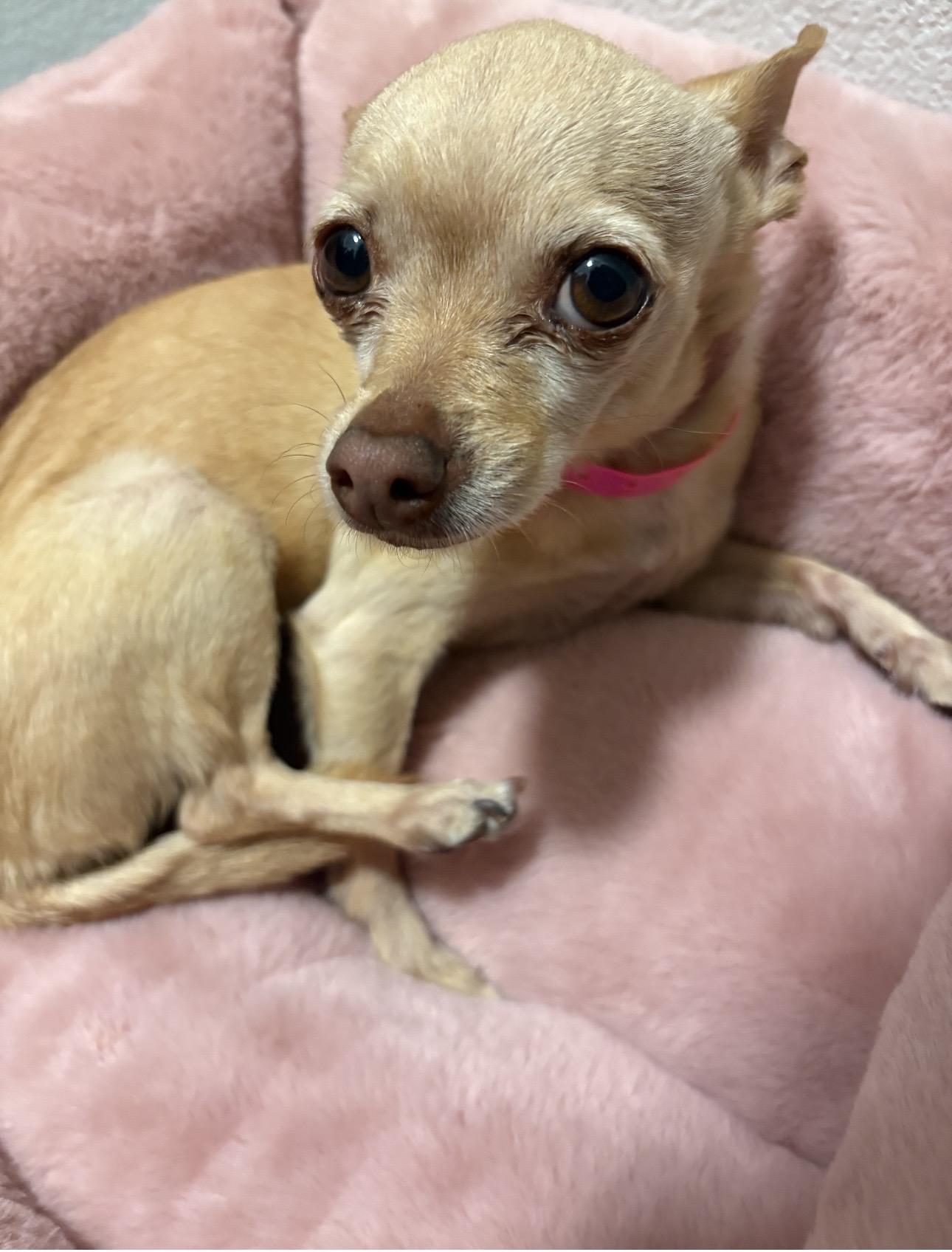 Bella, ADOPTABLE, Adult Female Chihuahua.